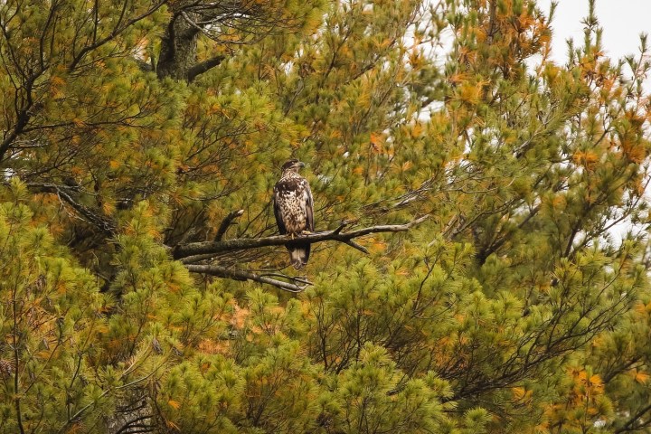a bird sitting on top of a tree