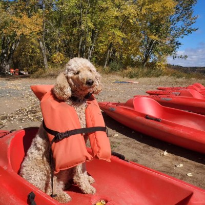 Dog wearing life jacket in red kayak by trees and shore.